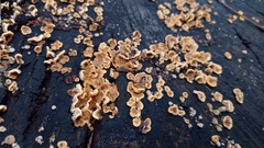 Fungi