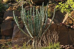 Euphorbia cooperi