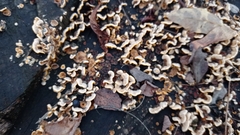 Fungi