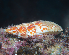 Mitra papalis