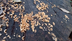Fungi