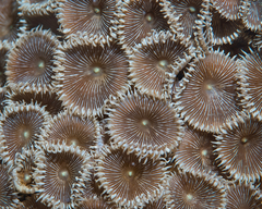 Palythoa heliodiscus