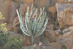 Euphorbia cooperi