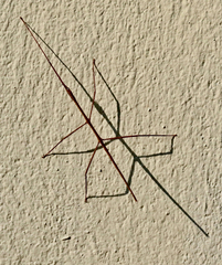 Baculomia siamensis