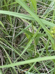 Stachys nigricans