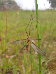 Leptotarsus clavatus