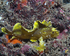 Taenianotus triacanthus