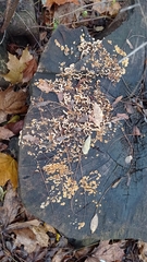 Fungi
