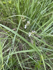 Stachys nigricans