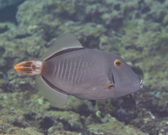 Cantherhines dumerilii