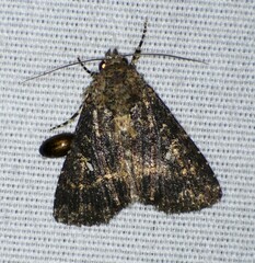 Condica albigera