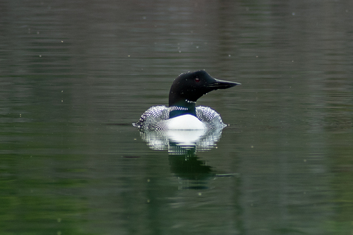 Common Loon