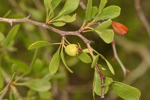 Crataegus lacrimata