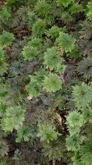 Dendrohypopterygium filiculiforme