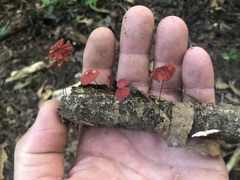 Marasmius haematocephalus
