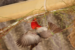 Anaplectes rubriceps