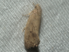 Syncometes vilis