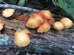 Gymnopilus lepidotus