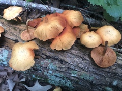 Gymnopilus lepidotus