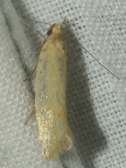 Telocharacta hemicroca