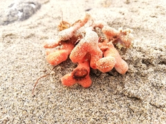 Clathria prolifera