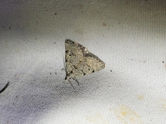 Dichromodes sphaeriata