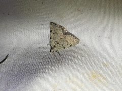 Dichromodes sphaeriata