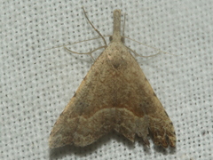 Trigonistis asthenopa