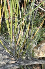 Ephedra trifurca