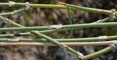 Ephedra trifurca