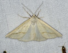 Lychnosea intermicata