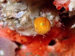 Anoplocapros inermis