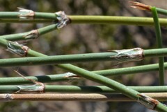 Ephedra trifurca