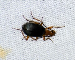 Brachinus