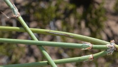 Ephedra trifurca