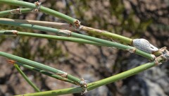 Ephedra trifurca