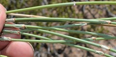 Ephedra trifurca