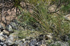 Ephedra trifurca