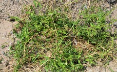 Funastrum cynanchoides