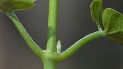 Funastrum cynanchoides