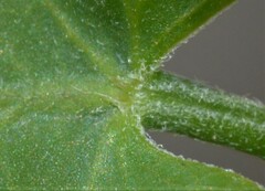 Funastrum cynanchoides