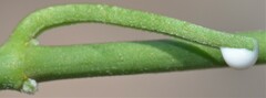 Funastrum cynanchoides
