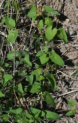 Funastrum cynanchoides