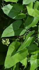 Funastrum cynanchoides