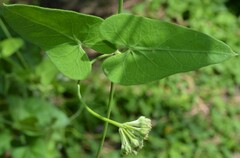 Funastrum cynanchoides