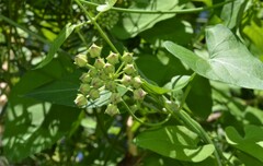 Funastrum cynanchoides