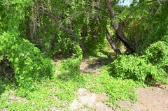 Funastrum cynanchoides