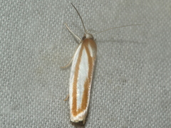 Xylorycta parabolella