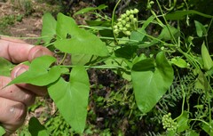 Funastrum cynanchoides
