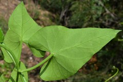 Funastrum cynanchoides